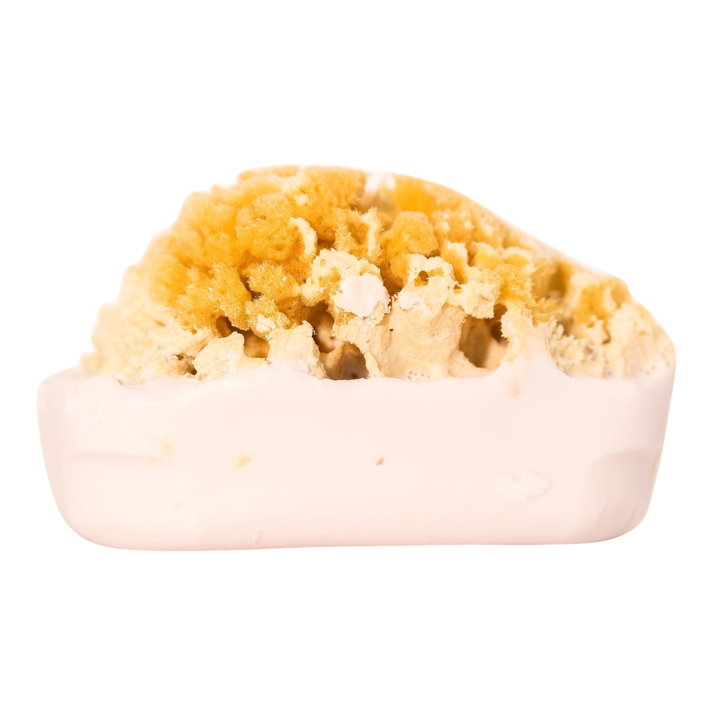 Goat's Milk Soap w/ Sea Sponge - Bath & Body Fusion